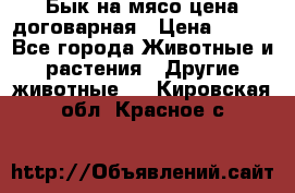 Бык на мясо цена договарная › Цена ­ 300 - Все города Животные и растения » Другие животные   . Кировская обл.,Красное с.